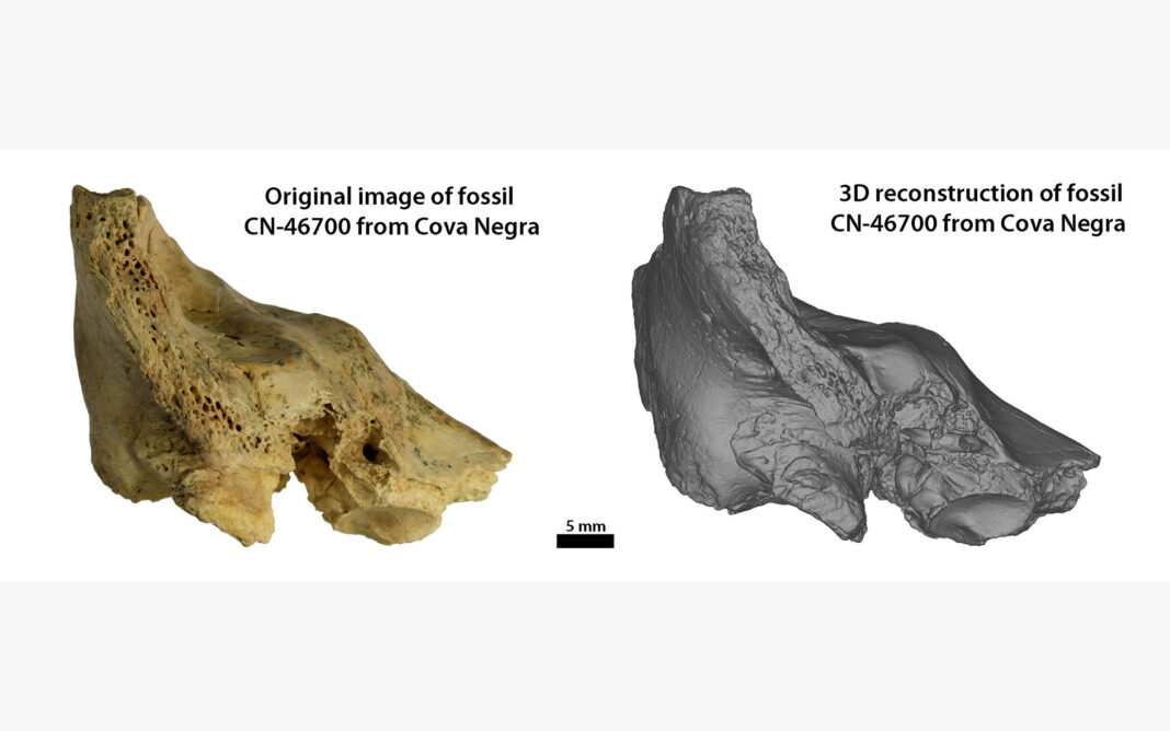 Fossil Suggests Neanderthals Cared For Child With Down Syndrome